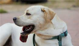 养宠经验：狗吃什么钙片好，还可以吃什么