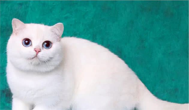 银渐层是属于什么品种的猫，多少钱一只？