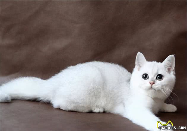 银渐层是属于什么品种的猫，多少钱一只？