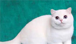 银渐层是属于什么品种的猫，多少钱一只？