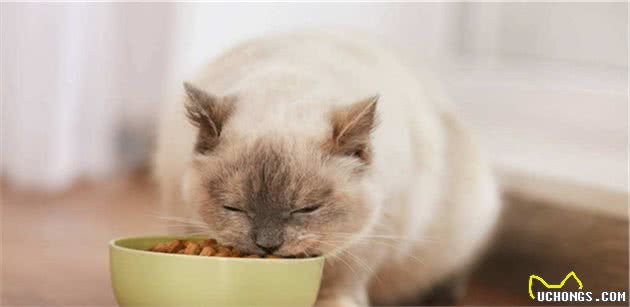 宠爱主子，从罐头拌猫粮开始