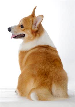 威尔士柯基犬，外表可爱内心彪悍的狗狗，你爱了么？