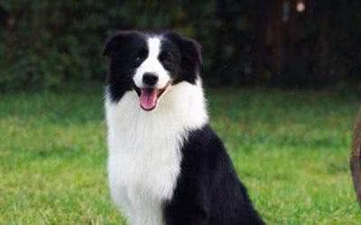 同为牧羊犬，为何边境牧羊犬经历了这样的事情？