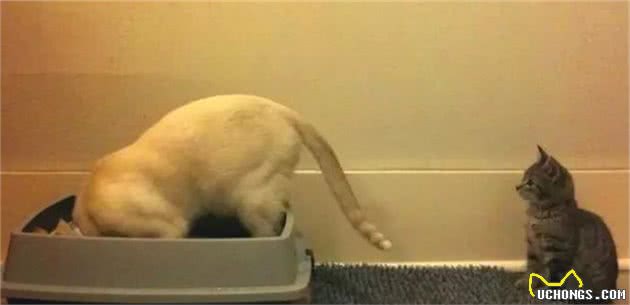 狗子永远想不通，为什么我总能发现它吃了猫屎？