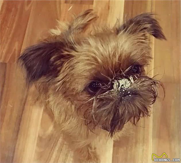 狗子永远想不通，为什么我总能发现它吃了猫屎？
