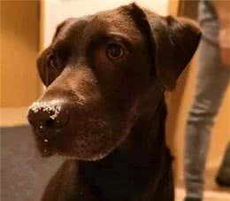 狗子永远想不通，为什么我总能发现它吃了猫屎？