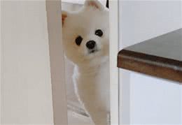 什么样的狗狗算营养不良