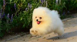 博美幼犬喂什么狗粮好？这是很重要的问题，关系到它的健康