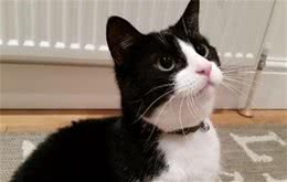 实不相瞒，从你养的猫，可以看出你的性格