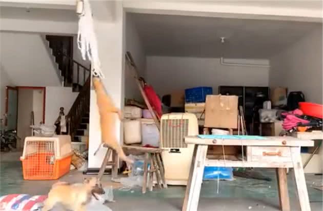 两只狗狗在家玩起了“荡秋千”，网友仔细一看：第二只狗是真快乐
