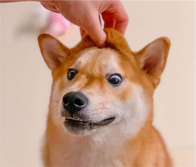 新手养狗，科学养狗要提前知道的＂柴犬有多可怕＂