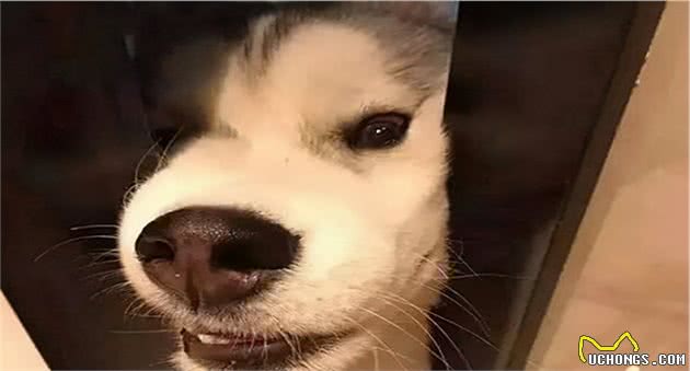 狗狗犯错后，这些行为是在道歉，你了解吗？