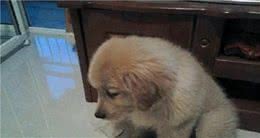 狗狗犯错后，这些行为是在道歉，你了解吗？