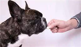 狗狗要“驱虫”的6种信号，再不驱虫就晚了