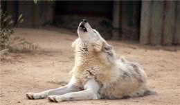 狗狗突然“学狼叫”，是想告诉你这些重要的事