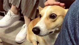 频繁拍打狗狗“头部”，会出现这些下场，你还敢拍吗？