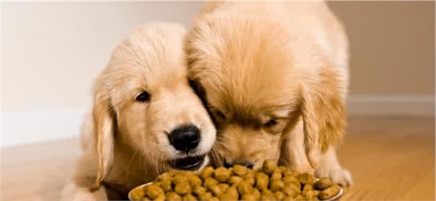 幼犬训练07：汪以食为天，狗狗定时定点吃饭很重要！