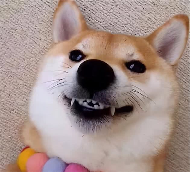 狗的脑袋里会想什么呢?狗:就看你懂不懂我了