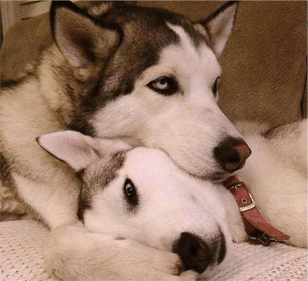 狗的脑袋里会想什么呢?狗:就看你懂不懂我了