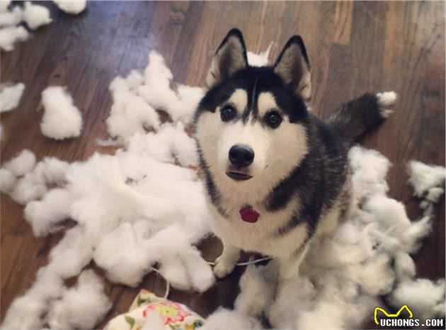 狗的脑袋里会想什么呢?狗:就看你懂不懂我了