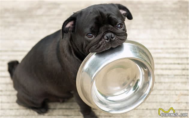 狗的脑袋里会想什么呢?狗:就看你懂不懂我了