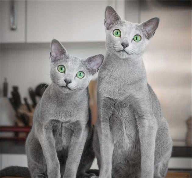 世界上最迷人的猫咪，看第一眼就想养，眼睛实在是太漂亮了