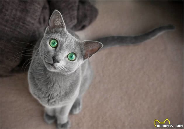 世界上最迷人的猫咪，看第一眼就想养，眼睛实在是太漂亮了