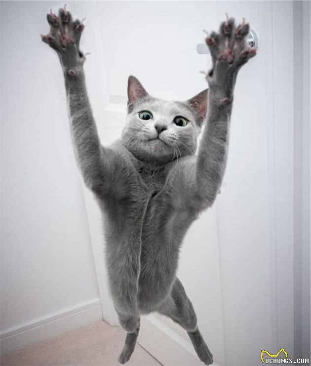 世界上最迷人的猫咪，看第一眼就想养，眼睛实在是太漂亮了