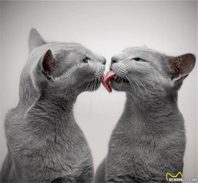 世界上最迷人的猫咪，看第一眼就想养，眼睛实在是太漂亮了