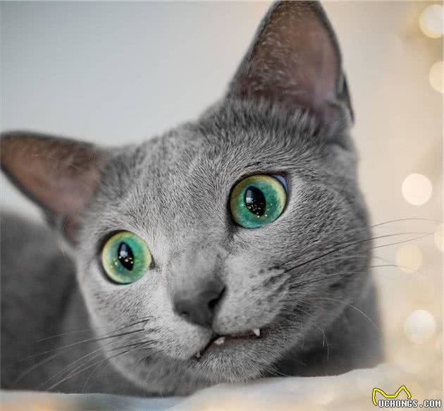 世界上最迷人的猫咪，看第一眼就想养，眼睛实在是太漂亮了
