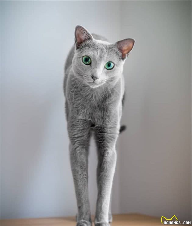 世界上最迷人的猫咪，看第一眼就想养，眼睛实在是太漂亮了