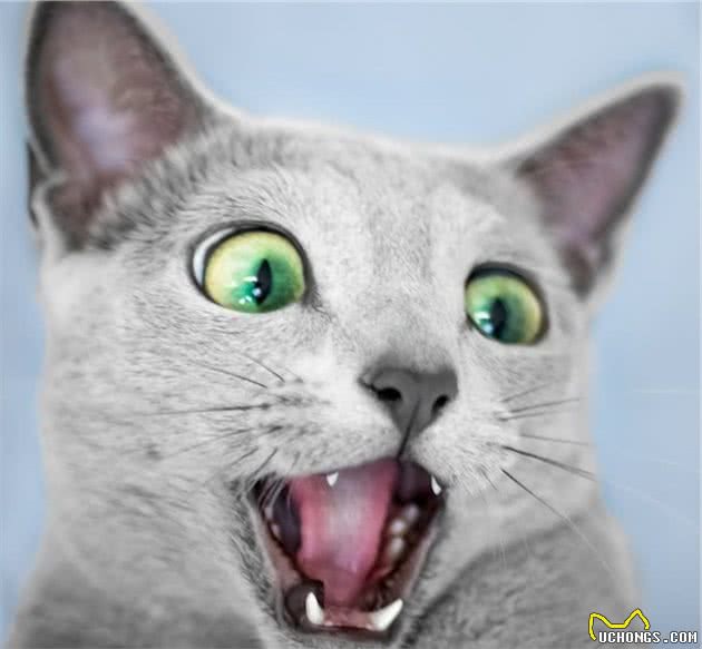 世界上最迷人的猫咪，看第一眼就想养，眼睛实在是太漂亮了