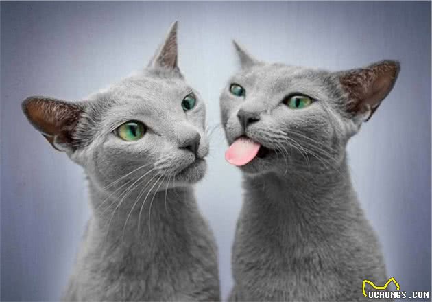 世界上最迷人的猫咪，看第一眼就想养，眼睛实在是太漂亮了
