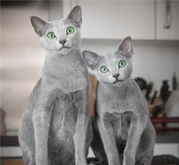 世界上最迷人的猫咪，看第一眼就想养，眼睛实在是太漂亮了