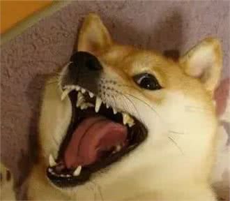 狗狗性格分类，你家狗狗是哪种？