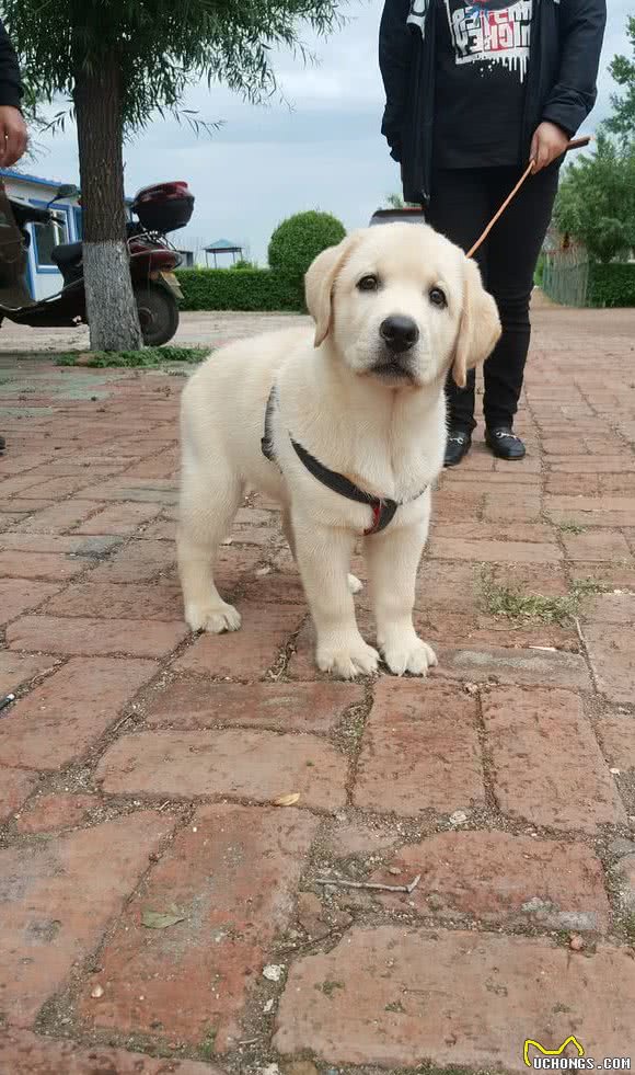 狗狗的身体缺钙吗？处于这几个生长阶段，都说明是时候补钙了