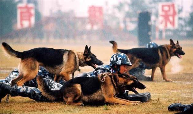 边境牧羊犬这么聪明，为何不适合当警犬呢？