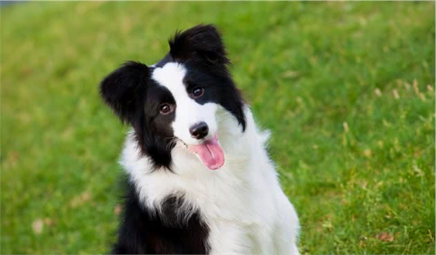 边境牧羊犬这么聪明，为何不适合当警犬呢？