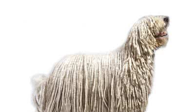 羊群的守护犬—可蒙犬