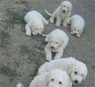 羊群的守护犬—可蒙犬