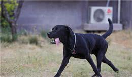 假如你家狗狗有这些特征，那说明它已经很懂事了