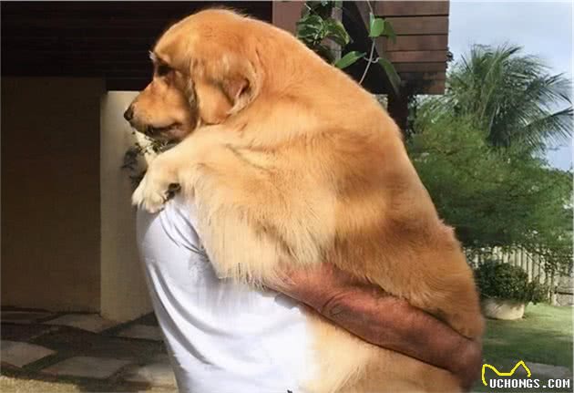 狗狗一生如时光飞逝，请珍惜爱黏着你的狗