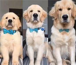 狗狗一生如时光飞逝，请珍惜爱黏着你的狗