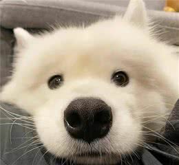 新手养狗：不同时期的狗狗该怎么喂？
