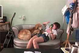 金毛是狗届暖男养起来省心？错！了解下你看不到的金毛另一面