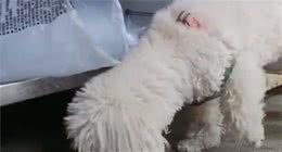 小狗深夜一直狂叫，邻居感觉很不对劲