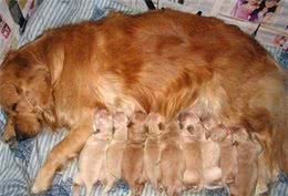 怀孕的狗狗应该怎么照顾呢？一招教你轻松应对