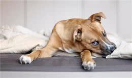 让狗狗“反感”的事情，你知道吗？有些你也做过