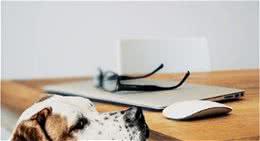 照顾狗狗心脏的6个技巧