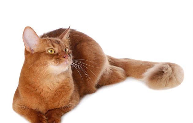 如何管理索马里猫及它的习性